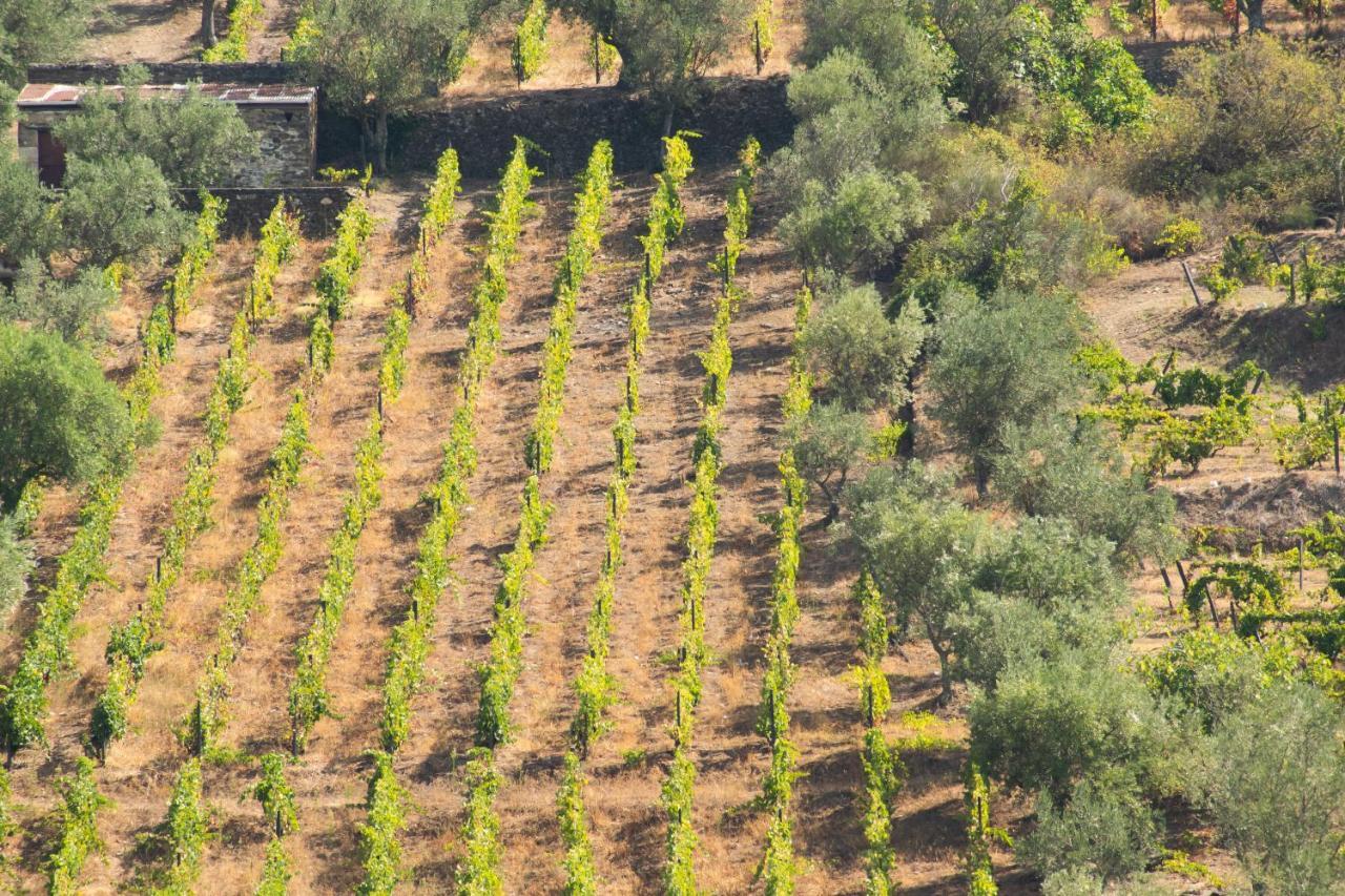 Quinta Dos Padrinhos - Suites In The Heart Of The Douro Ламегу Экстерьер фото